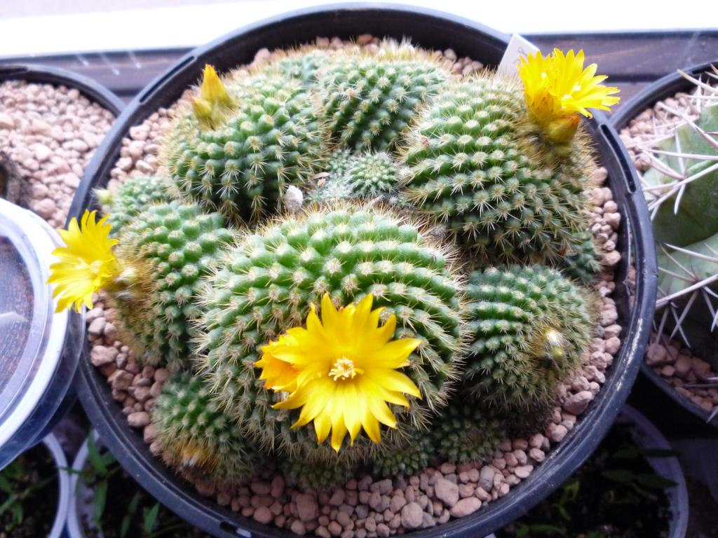 Parodia saint-pieana